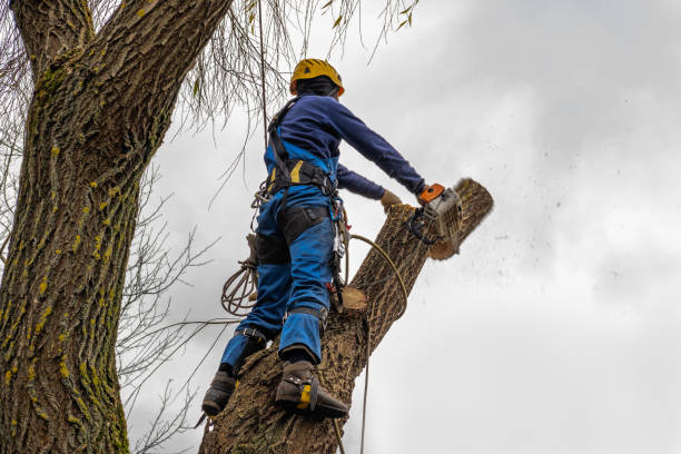 Best Hazardous Tree Removal  in North Bellport, NY